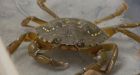 Invasive green crab impact being surveyed by conservation group