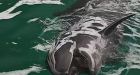 Chester the false killer whale gaining weight, says Vancouver Aquarium