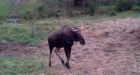 Nova Scotia officers seek poachers who killed endangered moose