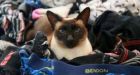 New Zealand 'cat burglar' caught stealing men's underwear