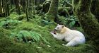 Great Bear Rainforest struggling with tourism transportation