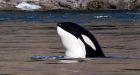 Toxins may have caused male killer whale baby boom, says researcher