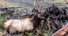Return of Vancouver Island elk a boon for Kwakwaka'wakw First Nation