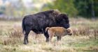 Bison herd to be moved from Alberta to Montana as part of treaty agreement