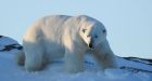 Snowmobilers get up close with polar bear in Labrador