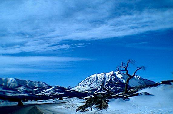 Most photographed tree in western canada