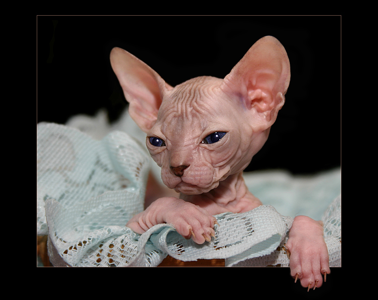 Almost as ugly as Sam, the world's ugliest dog.