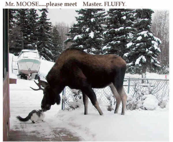 moose kissing a kitty cat
