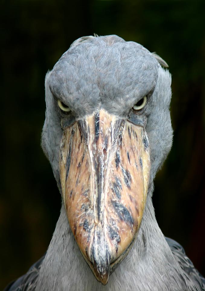 pissed_off