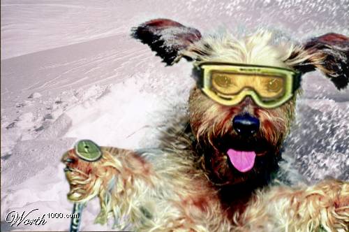 when he stole my VISA card lst winter......THAT DASTARDLY DOG.....!!!!!!!!