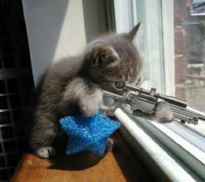 This cat has some serious issues.