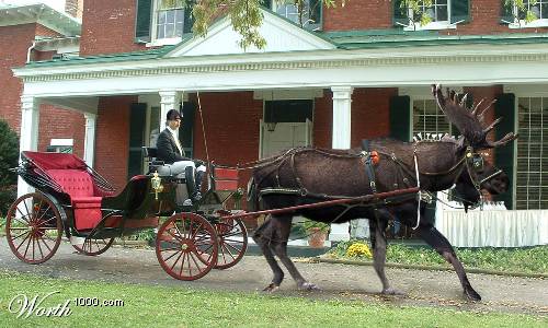 Moose-drawn carriage