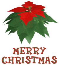 poinsettia