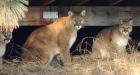 Fourth 'habituated' cougar killed in Penticton this week