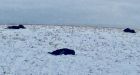 Hunter facing charge after 4 moose shot on rural Alberta property