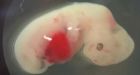 Human-pig 'chimera embryos' detailed