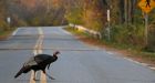 Don't feed the turkeys! Kimberley urged to outlaw feeding big birds