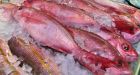 Microplastics found in supermarket fish, shellfish