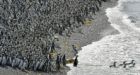 Abundant fish draw 1 million penguins to Argentine peninsula
