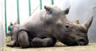 Rhino SHOT DEAD inside zoo by heartless poachers for its �250,000 horn