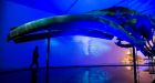Majestic display: massive Newfoundland blue whale makes its Toronto debut