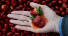 Strawberries remain at top of pesticide list, report says