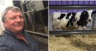 Time changes can leave dairy cows udderly unimpressed, farmer says
