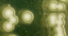 Scientists create baker's yeast from scratch