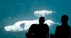 Vancouver Park Board votes to end display of cetaceans at aquarium