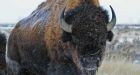 'The stage was set': Arrival of first North American bison changed ecosystem, study finds