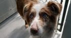 Over 2 dozen animals seized from Burns Lake property