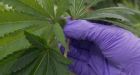 Employers want Ottawa's help to deal with marijuana-smoking workers
