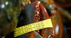 Seafood labelling in Canada 'inadequate,' environmental groups say
