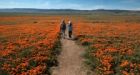Wildflowers, dormant for years, bloom across California