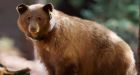 Now you can track journey of Yosemite bears online