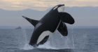 'Acoustic smog' hurting killer whales needs federal action, say scientists