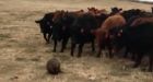 Sask. ranchers stunned as beaver herds 150 cattle