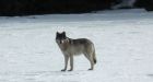 'Too close for comfort': Former Olympian home after being surrounded by wolves on remote lake