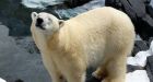 Polar bear at SeaWorld dies of a broken heart after being separated from best friend of 20 years
