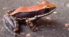 South Indian frog oozes molecule that inexplicably decimates flu viruses | Ars Technica