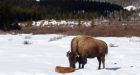 Wild bison calves born in Banff National Park 'a huge step' to reintroduction