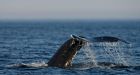 Humpback whale babies 'whisper' to their moms to avoid detection by predators