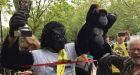 Guy in gorilla costume finishes London Marathon after 6 days