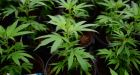 Military, Veterans Affairs to test effects of medical marijuana on PTSD in clinical trial