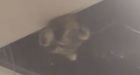 Raccoon welcomes travellers at Pearson's domestic terminal