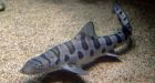 Hundreds of Leopard sharks mysteriously die in San Francisco Bay