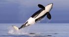 Warmer weather, more killer whales bad news for Hudson Bay belugas