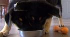 Toronto man spends US$80,000 to clone his dead dog