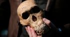 Homo naledi species discovery raises fresh questions about evolution