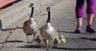Canada geese hold up traffic on High Level Bridge